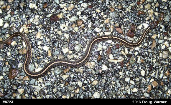 Eastern Gartersnake