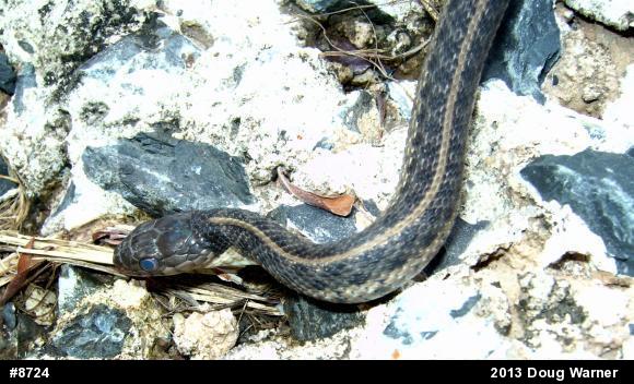 Eastern Gartersnake