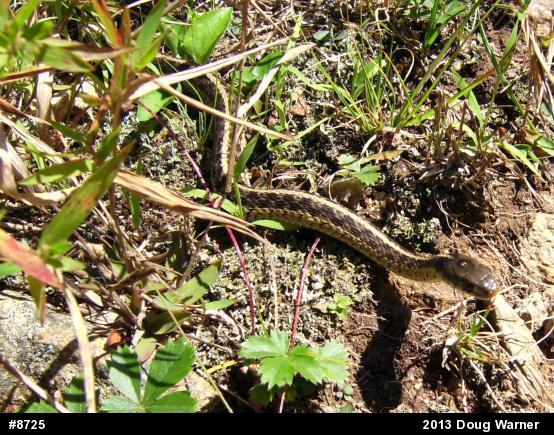 Eastern Gartersnake