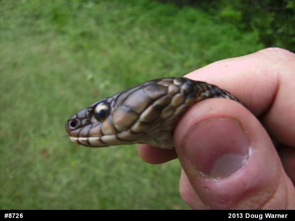Eastern Gartersnake