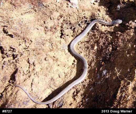 Eastern Gartersnake