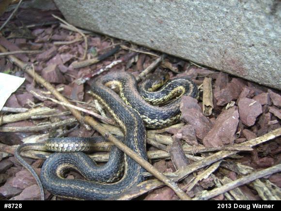 Eastern Gartersnake