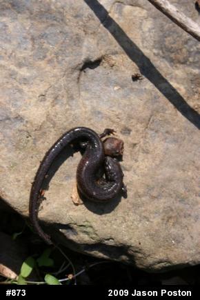 Northern Ravine Salamander