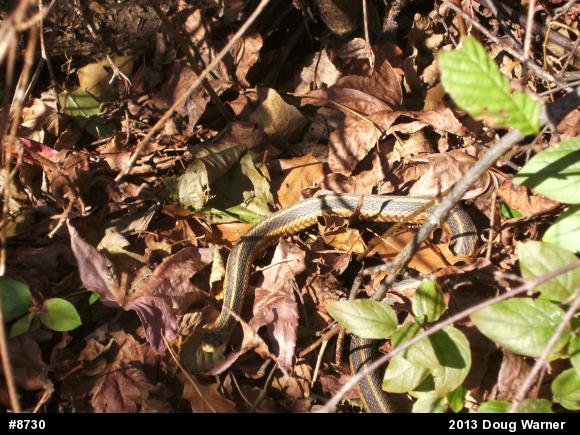 Eastern Gartersnake