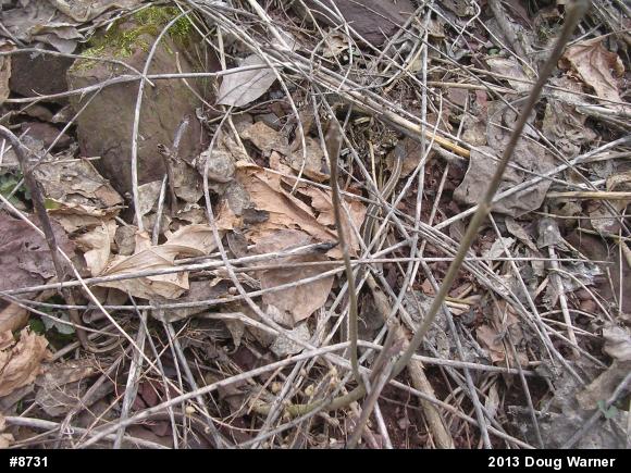 Eastern Gartersnake