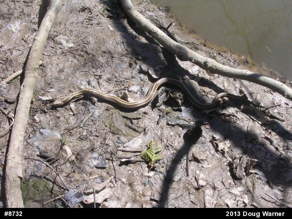 Eastern Gartersnake
