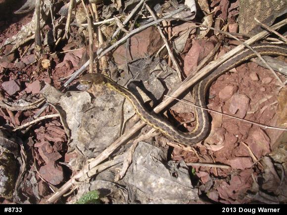 Eastern Gartersnake