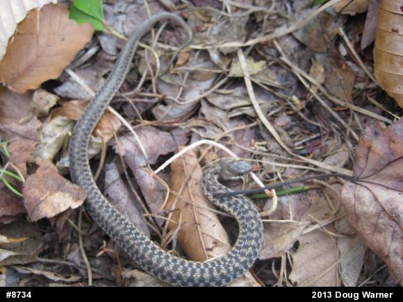 Eastern Gartersnake