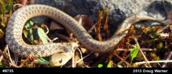 Eastern Gartersnake