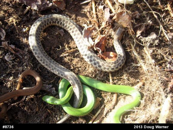 Eastern Gartersnake