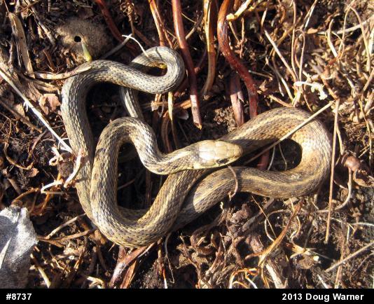 Eastern Gartersnake