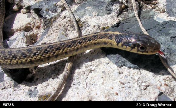 Eastern Gartersnake