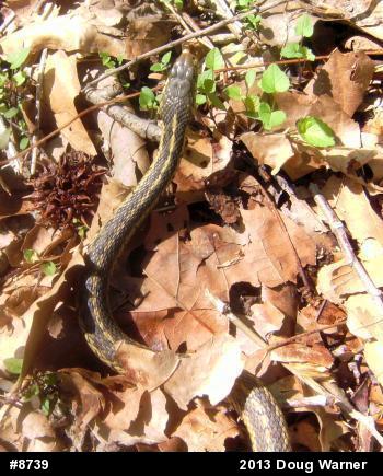 Eastern Gartersnake