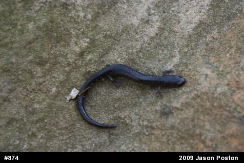 Northern Ravine Salamander