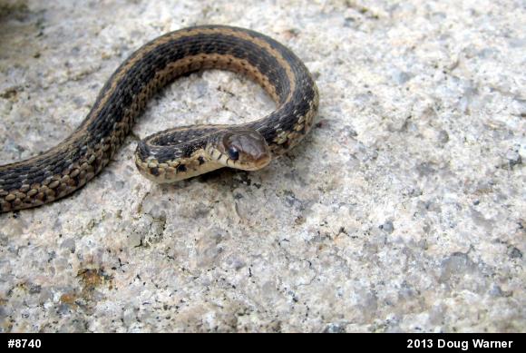 Eastern Gartersnake