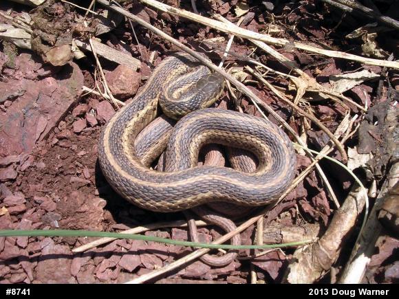 Eastern Gartersnake