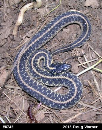 Eastern Gartersnake