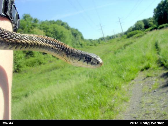 Eastern Gartersnake