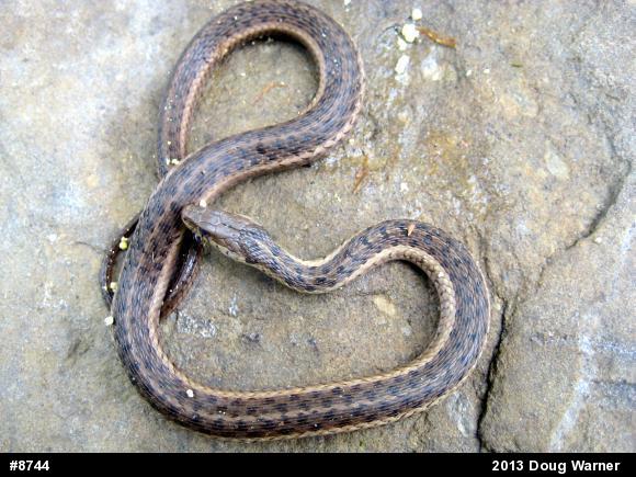 Eastern Gartersnake