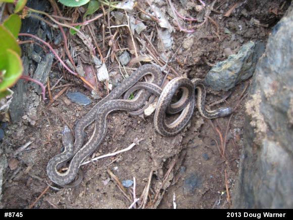 Eastern Gartersnake
