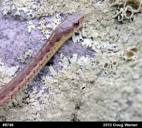 Eastern Gartersnake