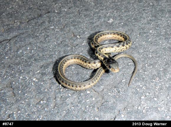 Eastern Gartersnake