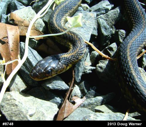 Eastern Gartersnake