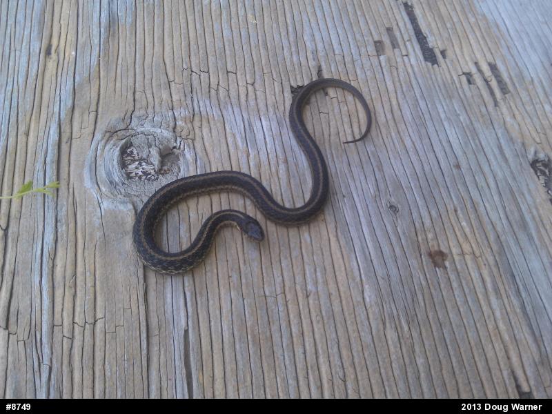 Eastern Gartersnake