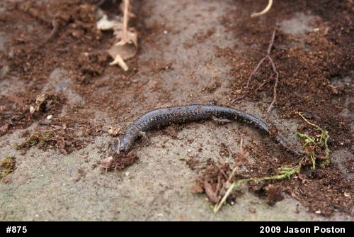 Northern Ravine Salamander