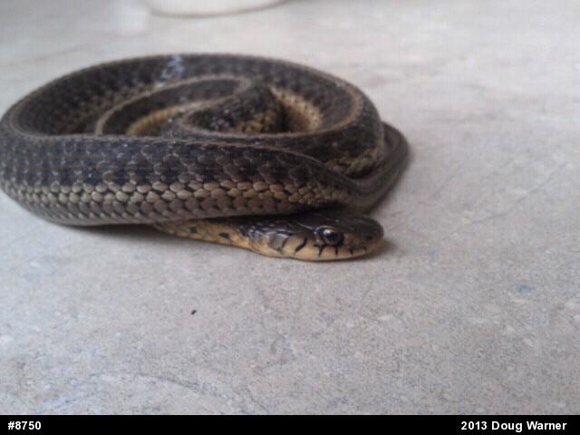 Eastern Gartersnake
