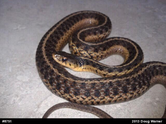 Eastern Gartersnake