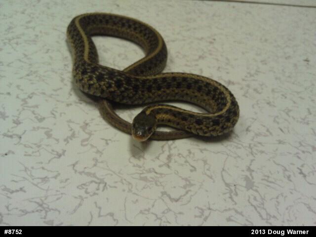 Eastern Gartersnake