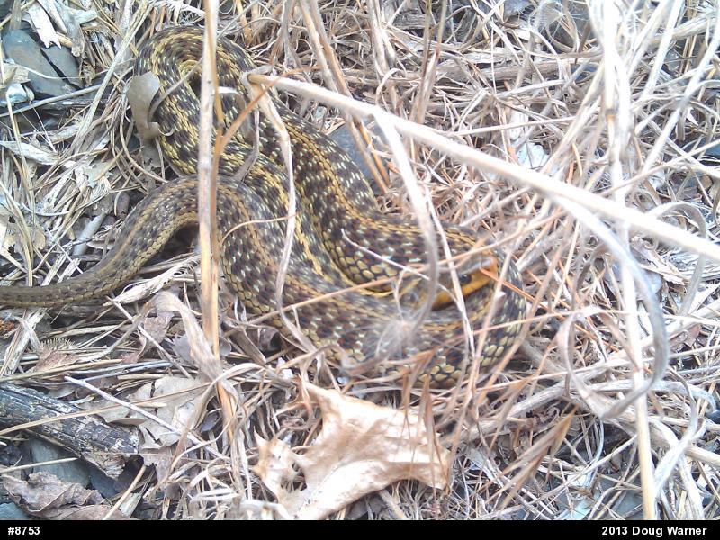 Eastern Gartersnake