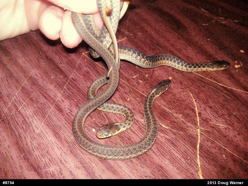 Eastern Gartersnake