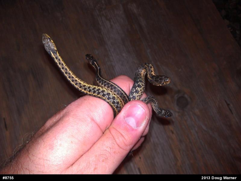 Eastern Gartersnake