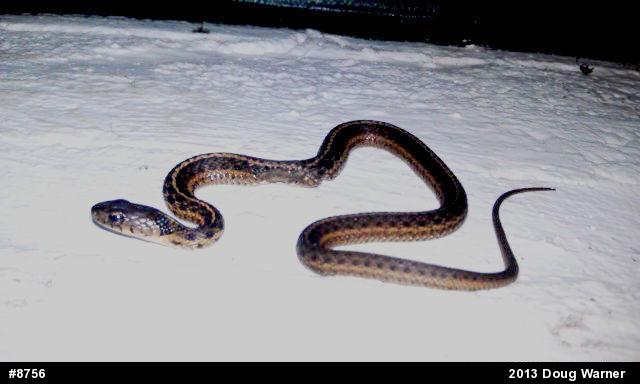 Eastern Gartersnake