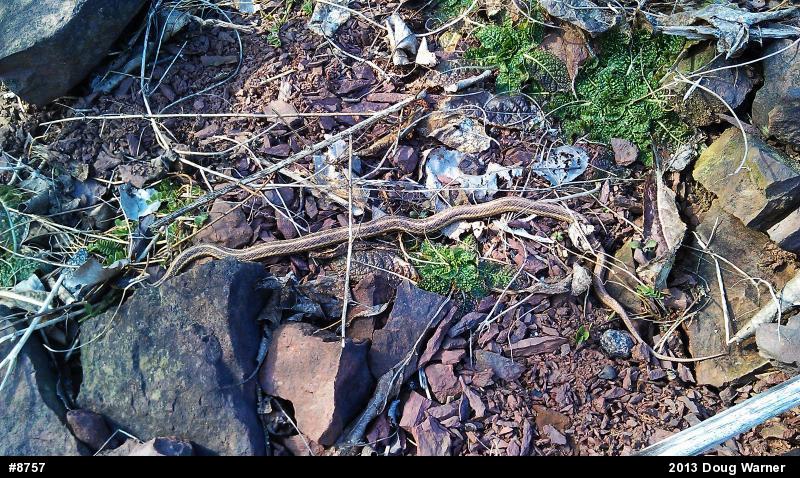 Eastern Gartersnake