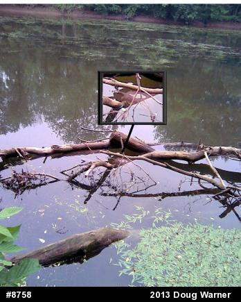 Eastern Spiny Softshell