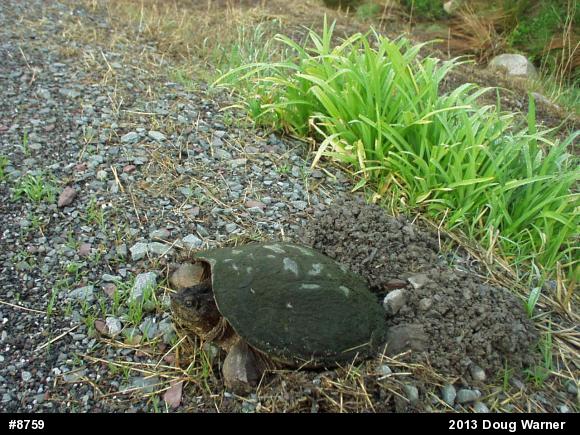 Snapping Turtle