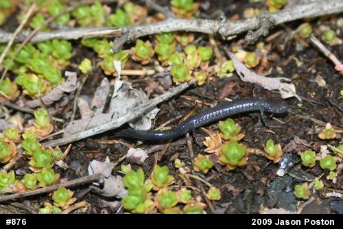 Northern Ravine Salamander