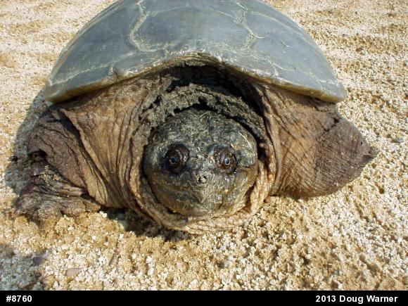 Snapping Turtle