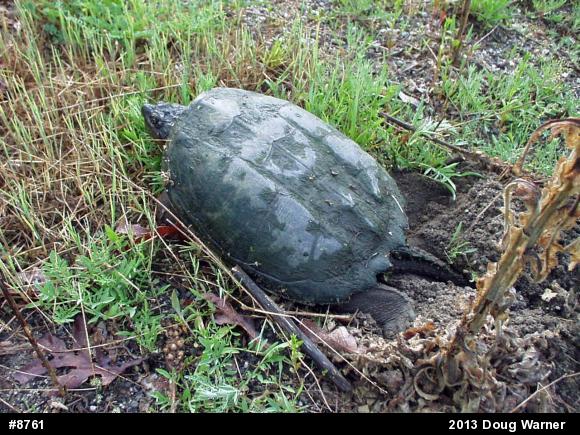 Snapping Turtle