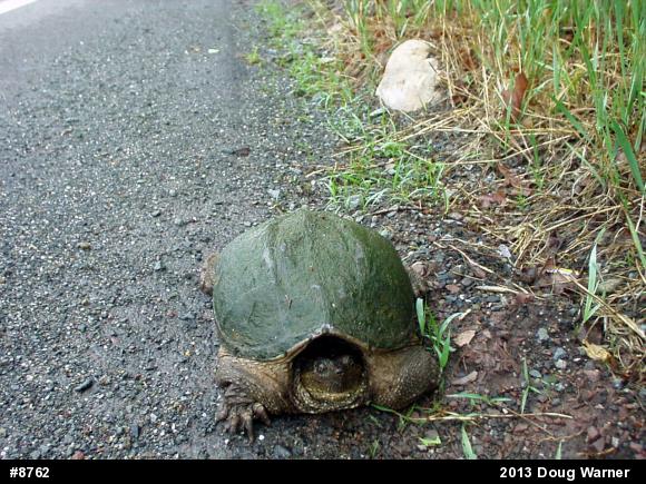 Snapping Turtle