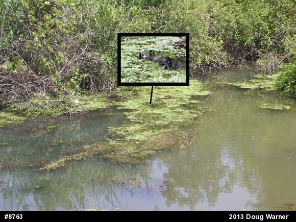 Snapping Turtle
