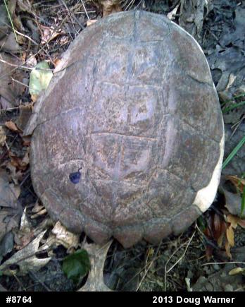 Snapping Turtle