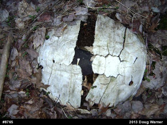 Snapping Turtle