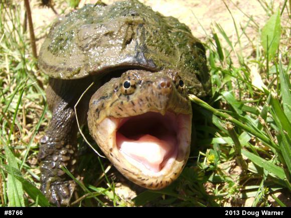 Snapping Turtle