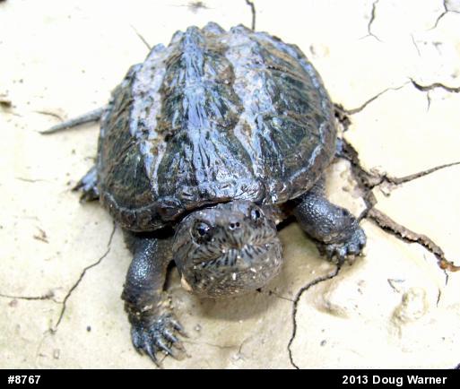 Snapping Turtle