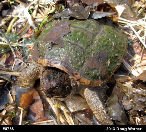 Snapping Turtle