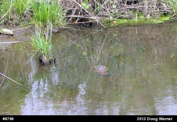 Snapping Turtle